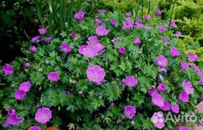 Герань садовая