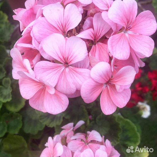 Герань (пеларгония)