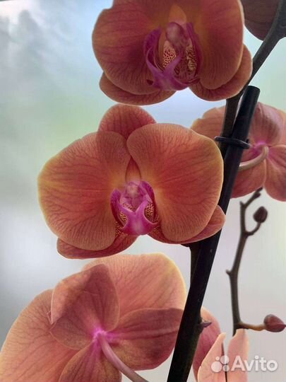 Орхидея Caribbean Dream