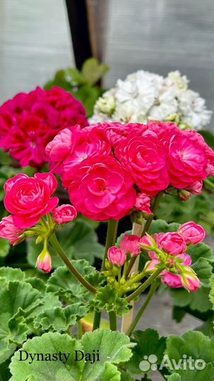 Пеларгонии сортовые