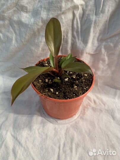 Филодендрон ред сан