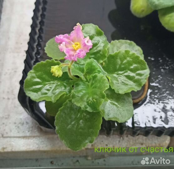 Сортовые фиалки отдам