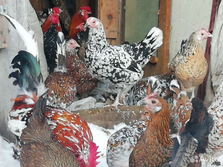 Куры декоративные