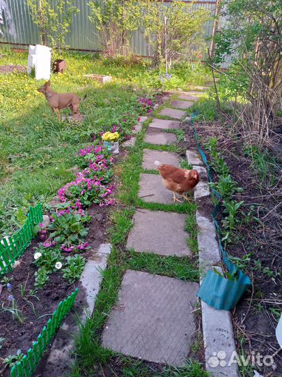 Куры несушки