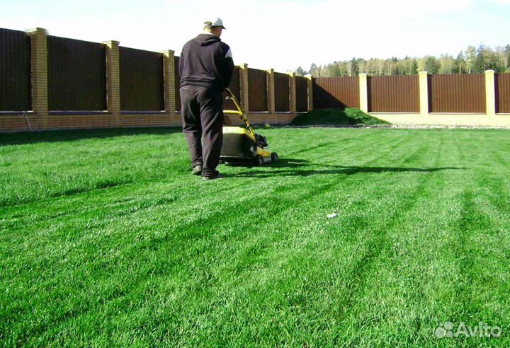 Семена газона, травосмесь 