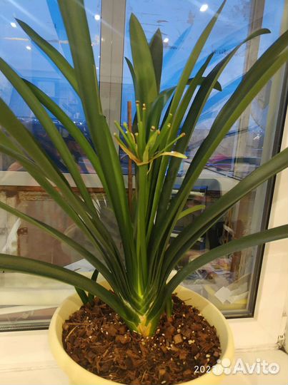 Комнатные цветы кливия