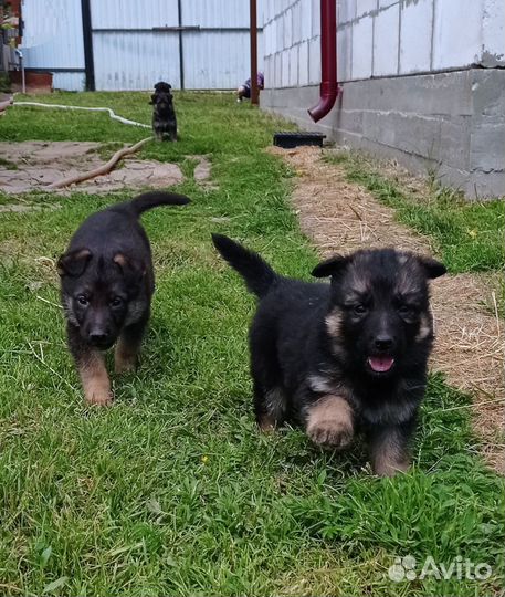 Немецкая овчарка