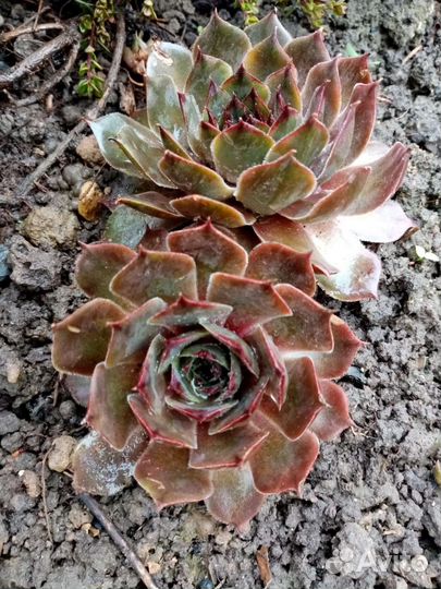 Многолетники