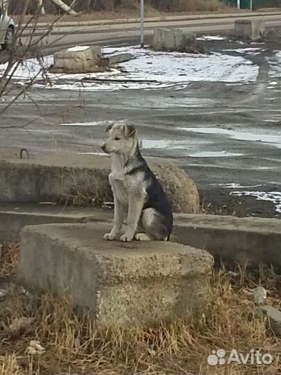 Щенки в дар