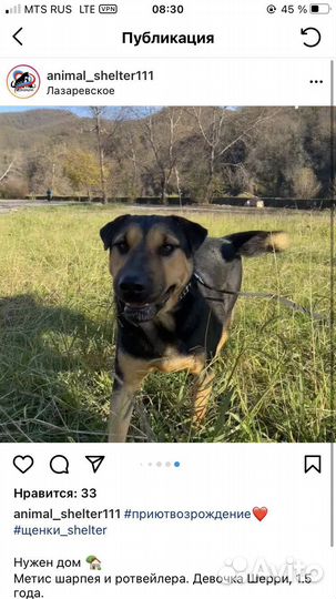 Метис Шарпея и ротвейлера. Шерри из приюта