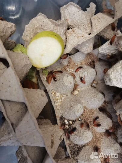 Сверчок заморозка, Зофобас, тараканы