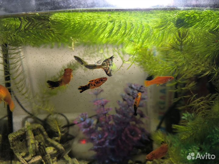 Аквариумные рыбки