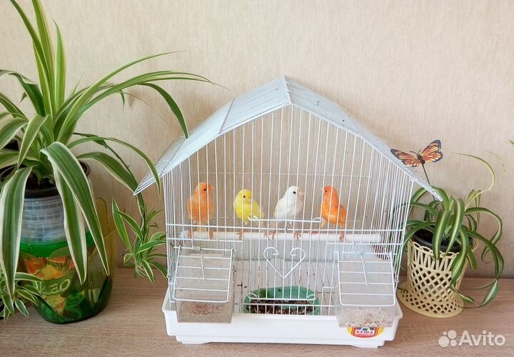 Кенара и канарейки