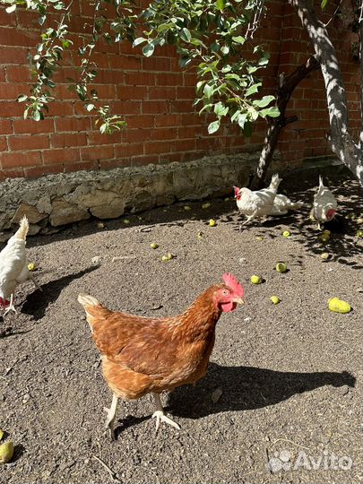 Куры молодки несушки 9-10 месяцев