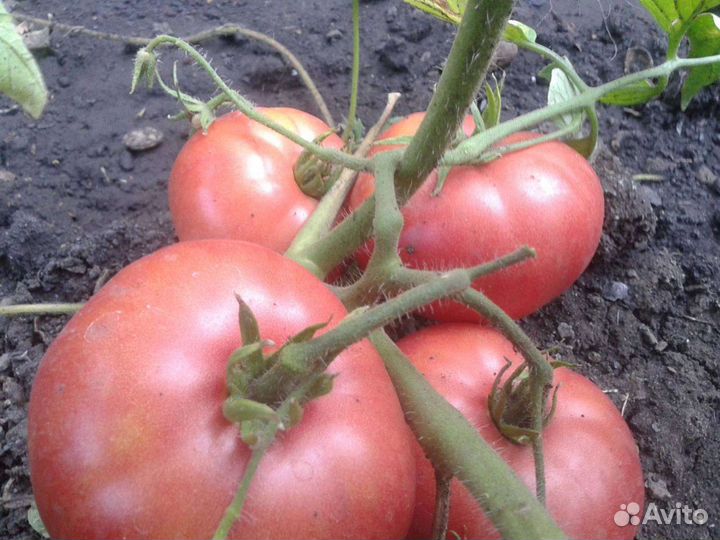 Рассада:Помидор