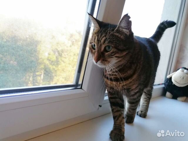 Шикарная лесная красотка в дар, стерилизована