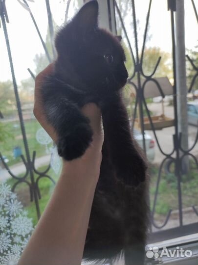 Котёнок мейн-кун метис