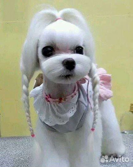 Стрижка животных