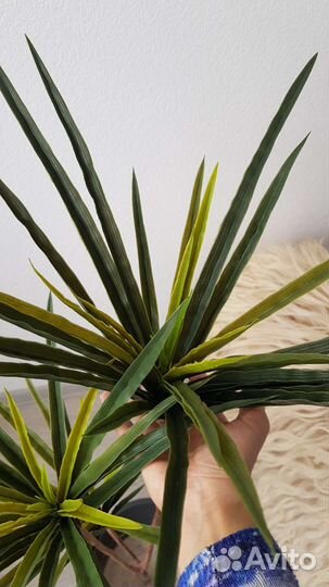 Искусственная Драцена