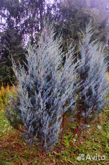 Можжевельник скальный