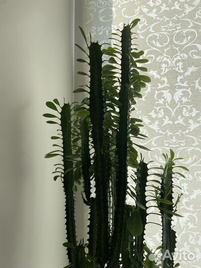 Кактус молочай