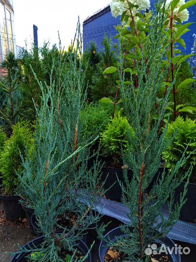 Можжевельник скальный