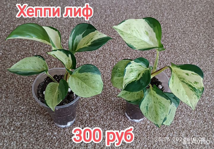 Эпипремнум, бегония, сциндапсус, маранта