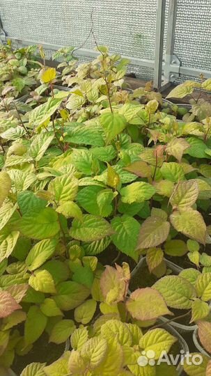 Актинидия самоплодная Доктор Шимановский зкс