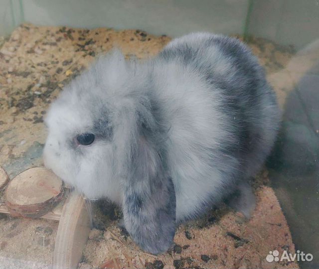 Декоративный кролик