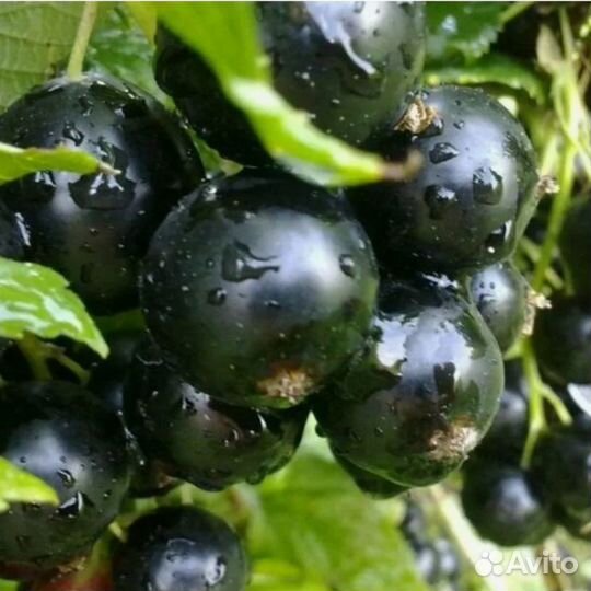 Смородина саженцы