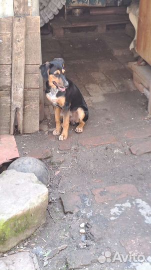 Щенок Мальчик