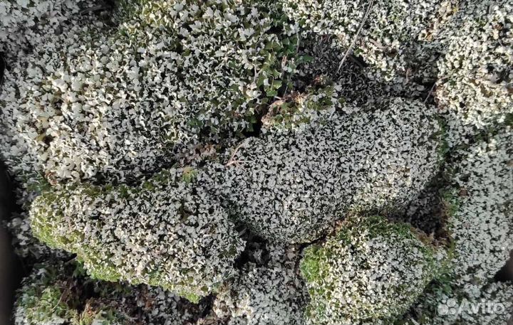 Исландский мох Цетрария