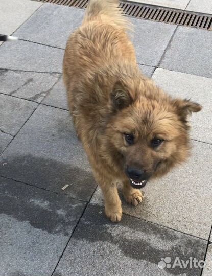 Потерялась собака кобель