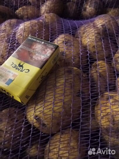 Продам картофель оптом