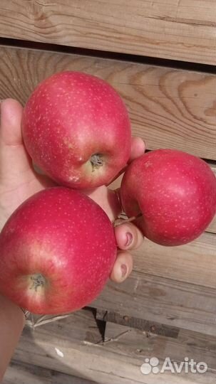 Яблоки оптом