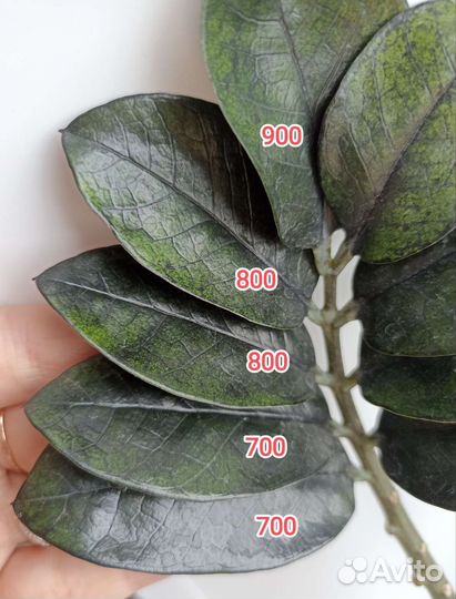 Замиокулькас вариегатный