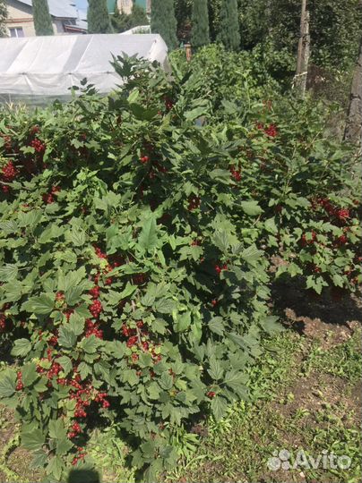 Смородина красная