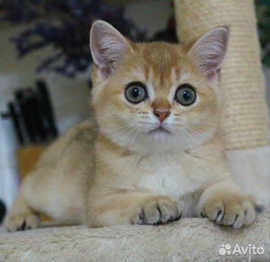 Шотландские золотые шиншиллы