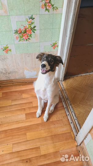 Собаки щенки