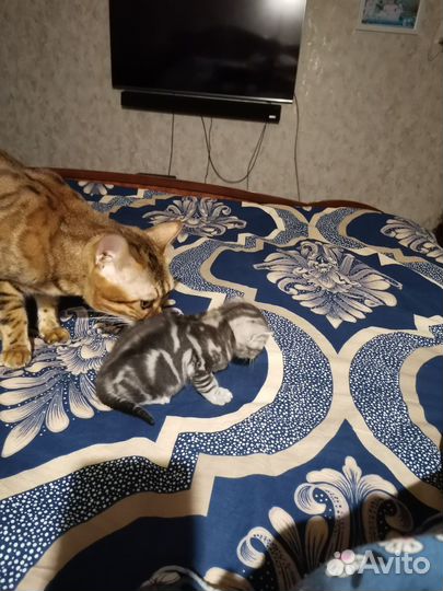 Британские котята