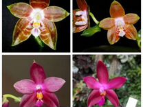 Орхидея сортовая сюрприз