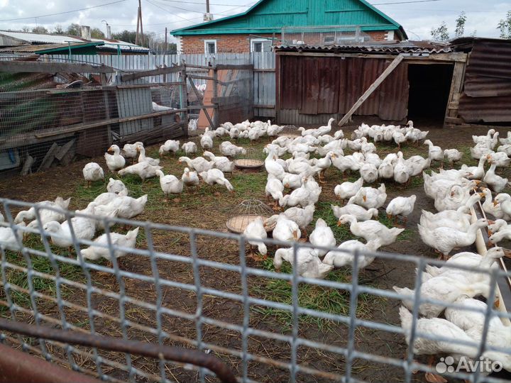 Гуси порода Линда