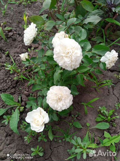 Роза почвопокровная