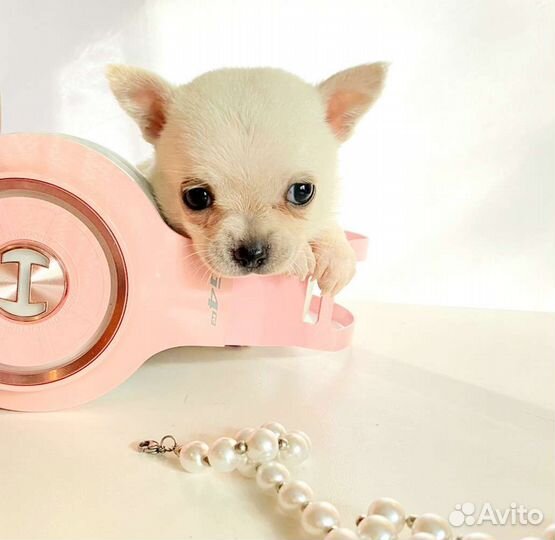 Чихуахуа девочка мини