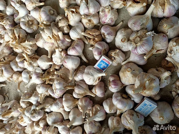 Чеснок крупнозубковый