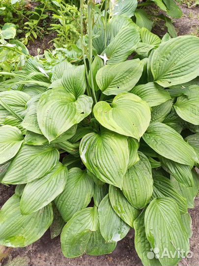 Хоста растение