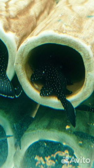 Анциструс L-181