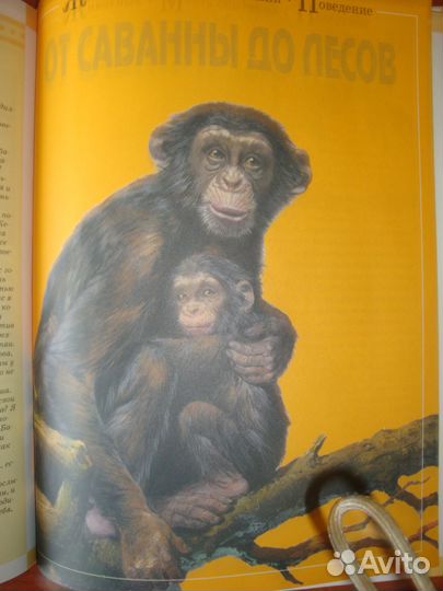 Книга Мир животных