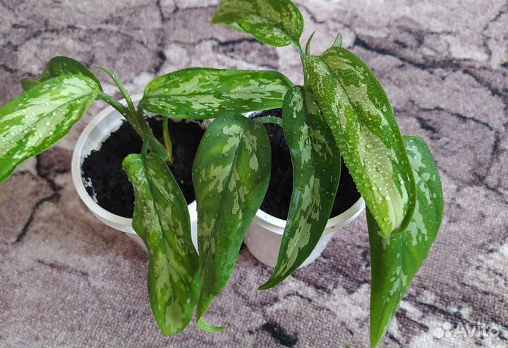 Комнатные растения цветы