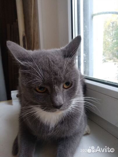 Отдам в добрые руки 5 котят. Давай